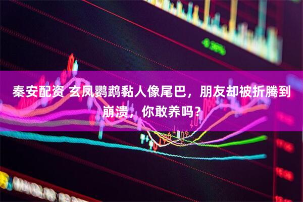 秦安配资 玄凤鹦鹉黏人像尾巴，朋友却被折腾到崩溃，你敢养吗？